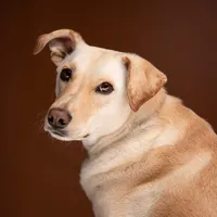 original sound - enfoqueanimalec