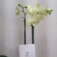 noearce17