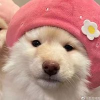 original sound - Dooooog!