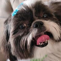 lukee.shihtzu