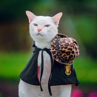 guitar_cat66