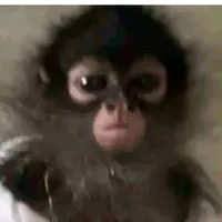 COMO ENGAÑAR A UN BURRO