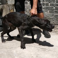 truegamedogsmx214420