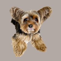 chelseatheyorkie