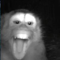 оригинальный звук