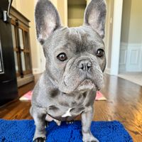 bruno.my.frenchie