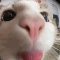 Montagem Lunar Celestia 1.0