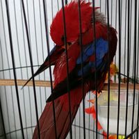 suara asli - Ningsih