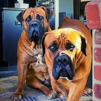 maximusandmorpheusbb