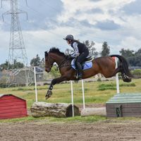 eccentric_equestrian