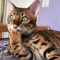 оригінальний звук