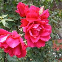cindy.flores78
