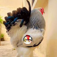 beugboromtoubaelevage