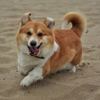 corgi__zefir