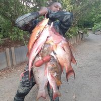 serpent_spearfishing