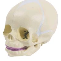 original sound - SkullBaby