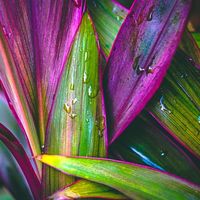 original sound - Video box