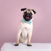 original sound - pinto_elpug