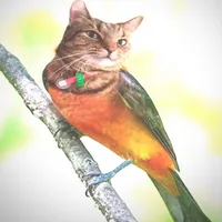 original sound - csm4737