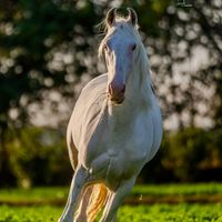 sunrisefarm1
