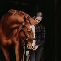 trakehner_orlando