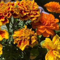 rim_rim065