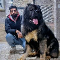 beshoy_safwat0