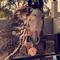 الصوت الأصلي