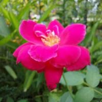 original sound - Enjoy learning English