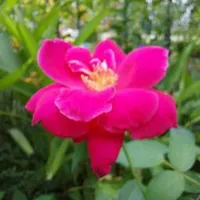 original sound - meaningful_english