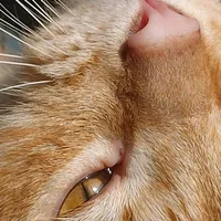 Así se mira el amor