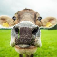 international_farming