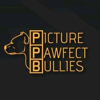 picture_pawfect_bullies