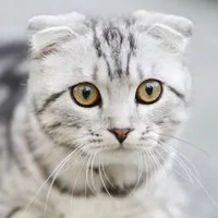 original sound - funny_animals8743