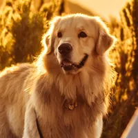 original sound - lifewithbento