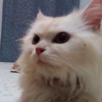 kittykatkat3980