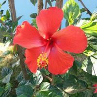 il.ocha
