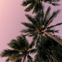 Wildest Dreams x Diet Pepsi by Addison Rae