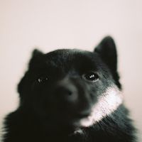 mochi.theschipperke