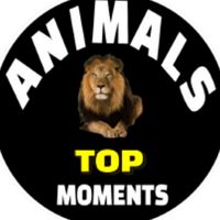 animalstopmoments