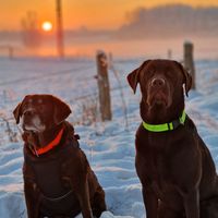 milow_the_labrador