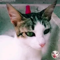 súper miau malesmile