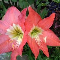 suara asli - Tik Toker