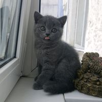 kitty_sofi