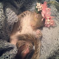 little_thumbelina_girl