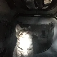 God is a woman choir