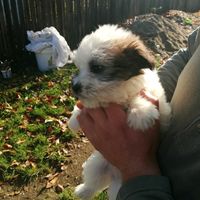 dogy_love