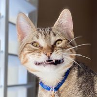 itscodycat