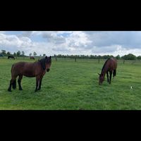 _pony.clipss_