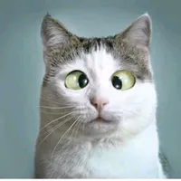 original sound - ws_2r